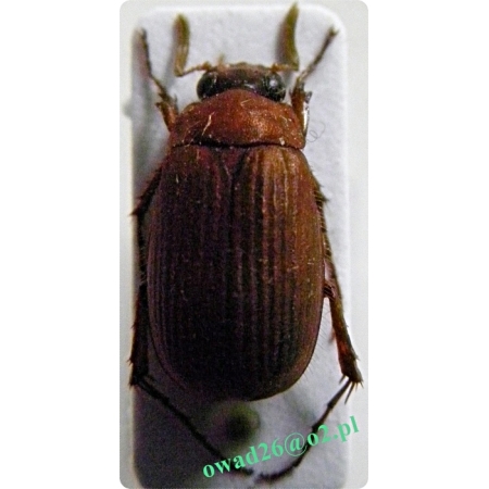 Serica brunnea (Linnaeus, 1758)